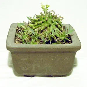 Weird Plants